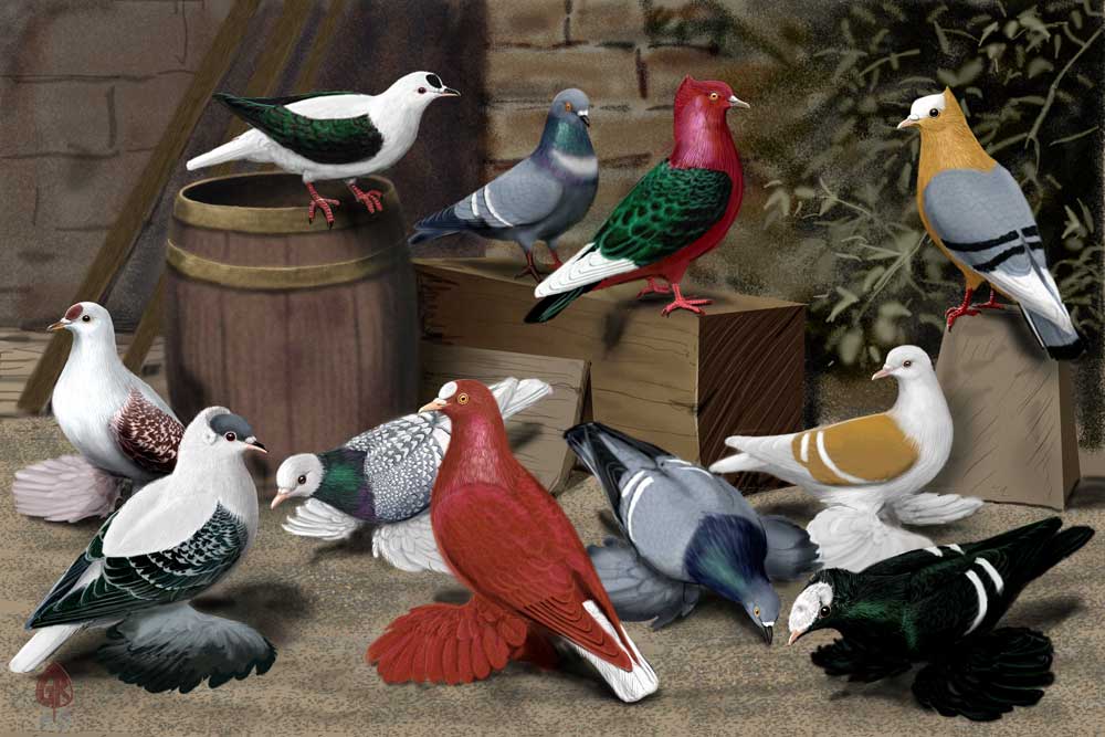 Color Pigeons